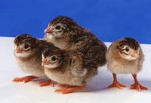 Load image into Gallery viewer, Coturnix Quail