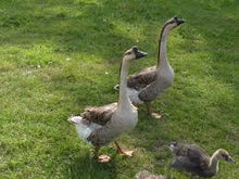 Load image into Gallery viewer, Geese
