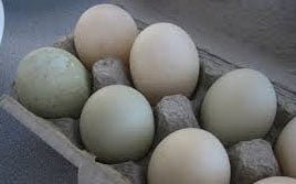 Muscovy Duck Eggs