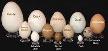 Load image into Gallery viewer, Guinea Hen Eggs