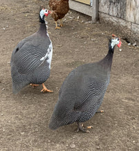 Load image into Gallery viewer, Guinea Hens