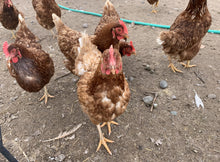 Load image into Gallery viewer, Chicken Laying Hens