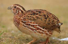 Load image into Gallery viewer, Coturnix Quail