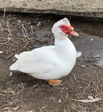 Load image into Gallery viewer, Muscovy Ducks