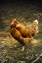 Load image into Gallery viewer, Rental Chickens
